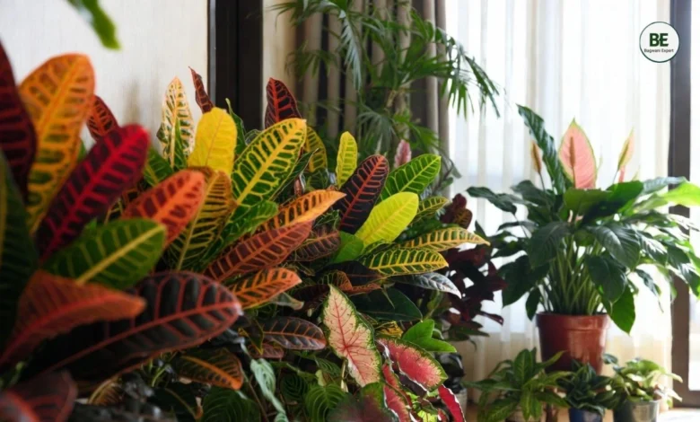 Colorful Plants for Home