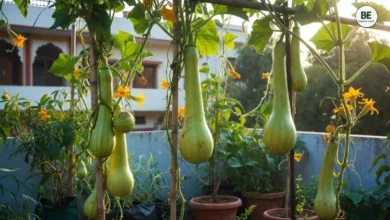 Bottle Gourd Gardening Guide