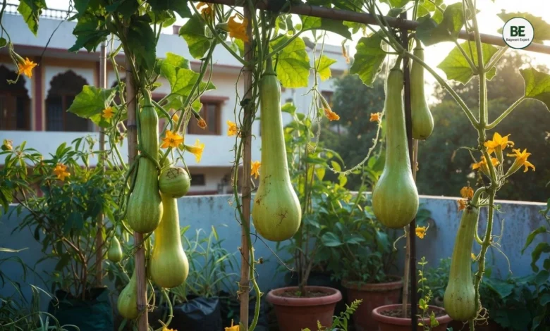 Bottle Gourd Gardening Guide