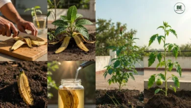 Banana Peel Fertilizer