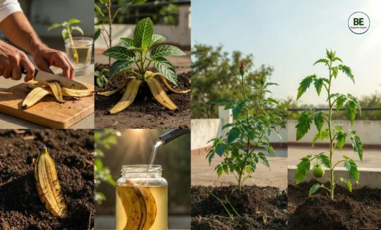Banana Peel Fertilizer