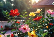 Hibiscus Growing Tips