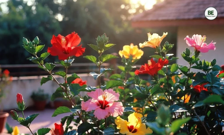 Hibiscus Growing Tips