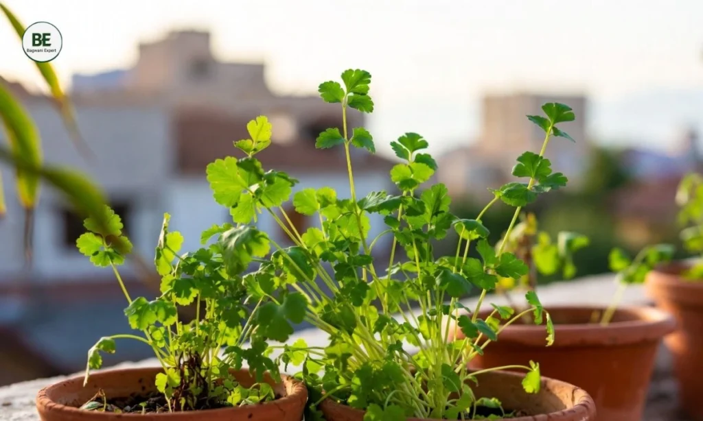 Low Sunlight Vegetables