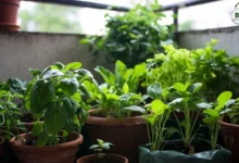 Low Sunlight Vegetables