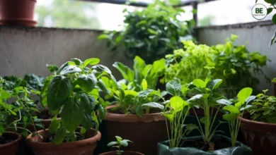 Low Sunlight Vegetables