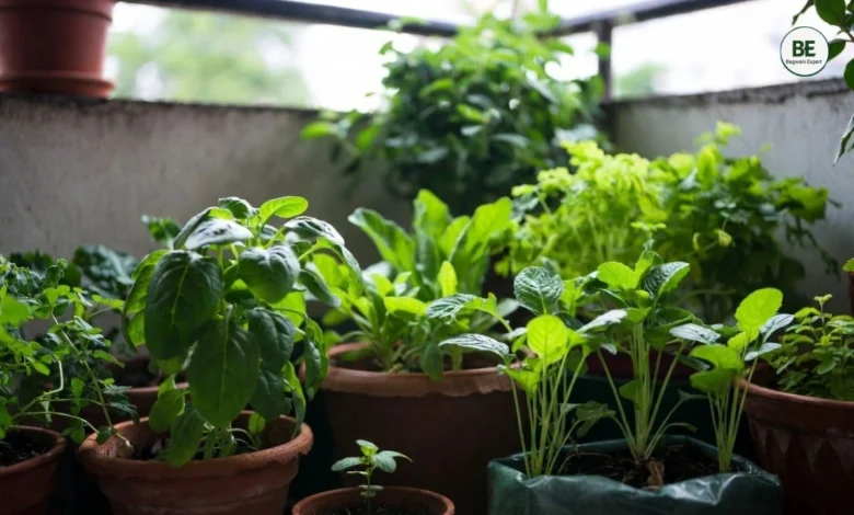 Low Sunlight Vegetables