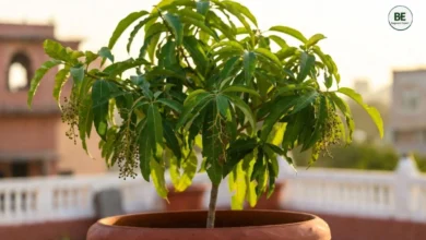 Grow Mango at Home