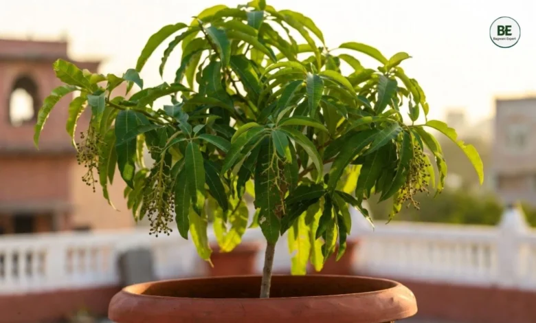 Grow Mango at Home