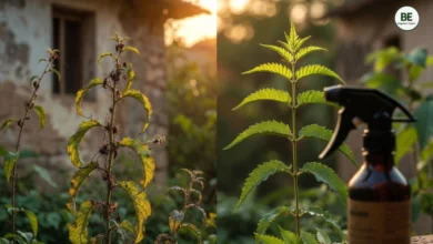 Neem Oil for Plants