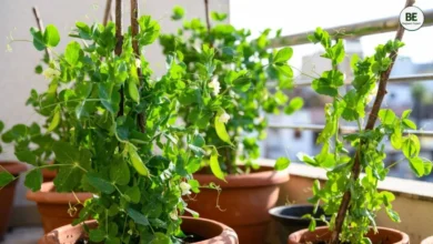 Grow Peas in Pot