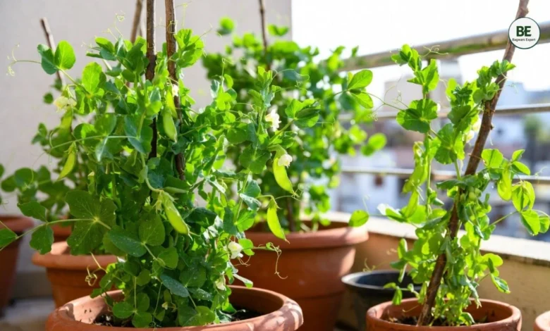 Grow Peas in Pot