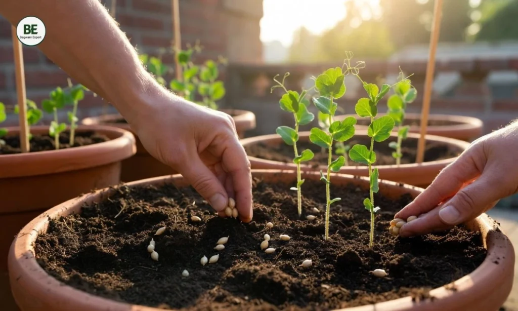 Grow Peas in Pot