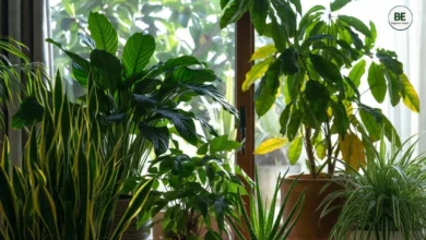 Best Oxygen Plants for Home
