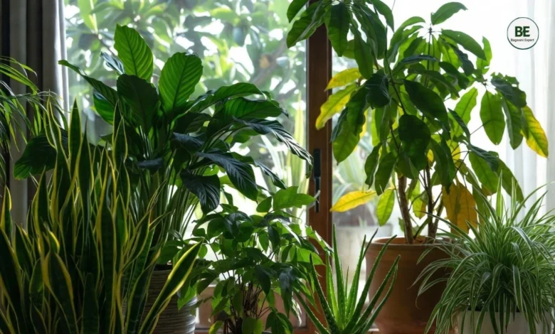 Best Oxygen Plants for Home