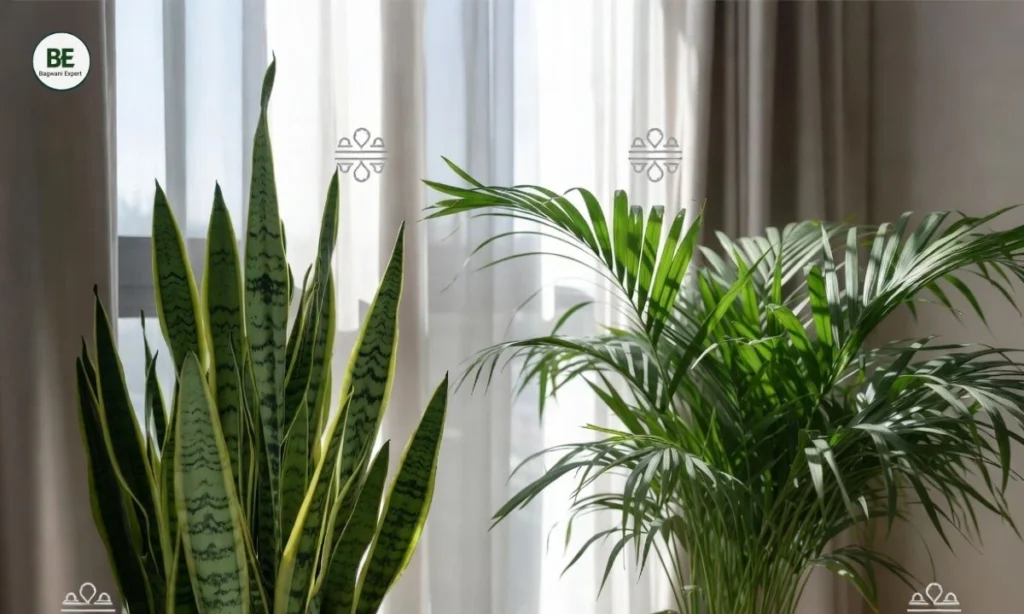 Best Oxygen Plants for Home