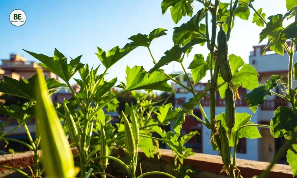 Fast Growing Summer Vegetables