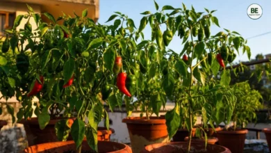 Green Chilli Plant