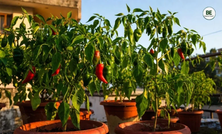 Green Chilli Plant