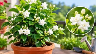 How To Grow Jasmine In A Pot