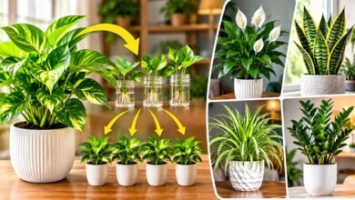 bIndoor Plants That Grow New Plants