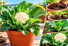 How to Grow Cauliflower