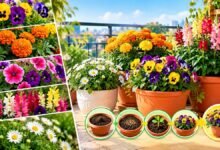 Flowers to Grow in October