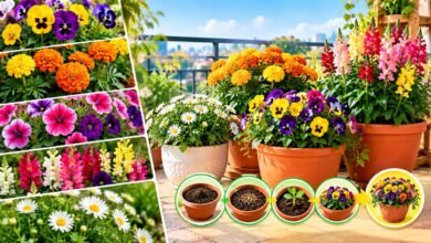 Flowers to Grow in October