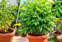 Curry Leaf Plant at Home