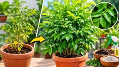 Curry Leaf Plant at Home