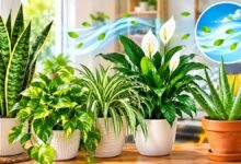 Indoor Plants for Air Quality
