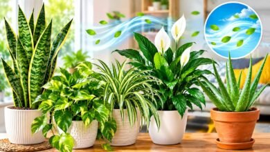Indoor Plants for Air Quality
